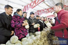 华中农业大学教授现场传授平菇种植技术